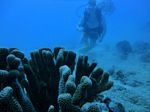 Hawaii Scuba divng 04