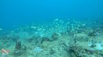 Oahu Scuba 01