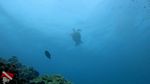 Oahu Scuba 59