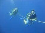 Hawaii Scuba divng 33