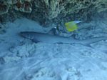 Hawaii Scuba divng 44