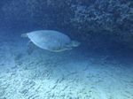 Hawaii Scuba divng 45