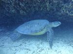 Hawaii Scuba divng 47