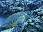 Hawaii Scuba divng 48