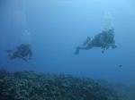 Hawaii Scuba divng 74