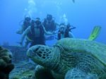 Hawaii Scuba divng 16