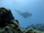 Hawaii Scuba divng 43