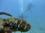 Hawaii Scuba divng 51