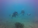 Hawaii Scuba divng 16