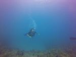 Hawaii Scuba divng 19