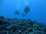 Hawaii Scuba divng 28