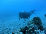 Hawaii Scuba divng 37