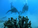 Hawaii Scuba divng 39