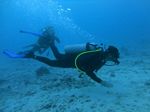 Hawaii Scuba divng 41