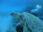 Hawaii Scuba divng 44