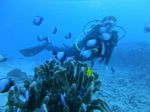 Hawaii Scuba divng 54