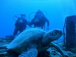 Hawaii Scuba divng 23