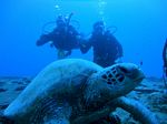 Hawaii Scuba divng 25