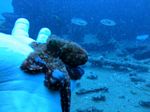 Hawaii Scuba divng 29
