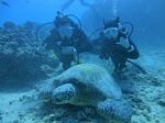 Hawaii Scuba divng 84