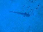 Hawaii Scuba divng 09