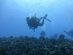 Hawaii Scuba divng 57