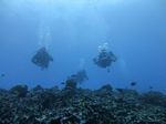 Hawaii Scuba divng 58