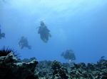 Hawaii Scuba divng 59