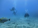 Hawaii Scuba divng 66