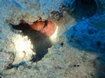 Hawaii Scuba divng 68
