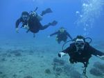 Hawaii Scuba divng 81