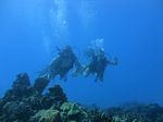 Hawaii Scuba divng 21