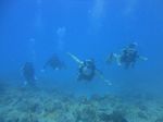 Hawaii Scuba divng 22