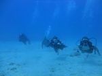 Hawaii Scuba divng 36