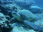 Hawaii Scuba divng 44