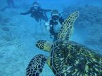 Hawaii Scuba divng 45