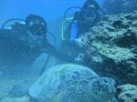 Hawaii Scuba divng 51