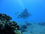 Hawaii Scuba divng 59