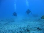 Hawaii Scuba divng 62