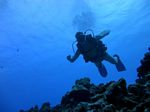 Oahu scuba 52