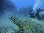 Hawaii Scuba divng 33