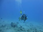 Hawaii Scuba divng 41