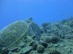 Hawaii Scuba divng 43