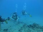 Hawaii Scuba divng 17