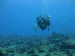 Hawaii Scuba divng 36