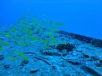 Hawaii Scuba divng 10