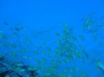 Hawaii Scuba divng 19
