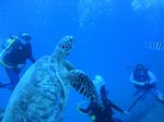 Hawaii Scuba divng 23