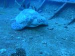 Hawaii Scuba divng 36