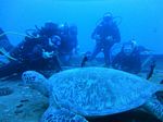 Hawaii Scuba divng 38